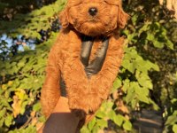 RED BROWN MALTIPOO YAVRUMUZ YENİ YUVASINA HAZID