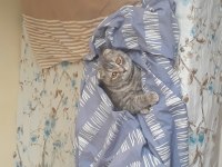 British Shorthair Leydi için yuva arıyoruz