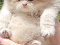 Ay11 british longhair erken
