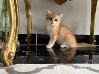 Şecereli golden ny12 dişi british shorthair