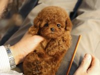 Sağlıklı Ve Sevimli Toy Poodle Yavrularım