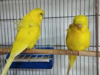 Jumbo Japones Ve Rainbow Hazır Muhabbet Kuşu Takımlar