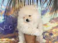 Sağlık ve ırk garantili pomeranian