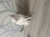 10 aylık british shorthair tamamen ücretsiz