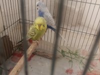 Genç çift muhabbet kuşu