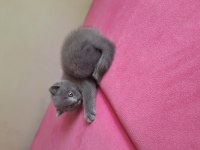 2 aylik erkek dişi british shorthair