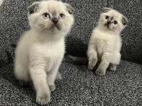 Safkan Scottish Fold Yavrularımız