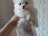 DÜNYA TATLISI POMERANİAN BOO KALİTELİ BEBEKLER