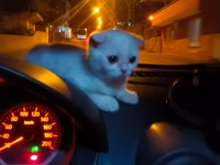 Evinize neşe katacak british shorthair