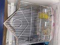 Dişi hamster