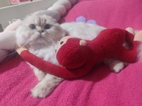 Scottish longhair oğlum
