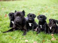 Profesyonel üretim çifliğinden cane Corso kapıda ödeme