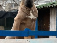 Cane corso yavrularımız ırk garantili