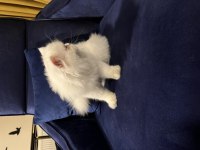 Orjinal chinchilla dişi
