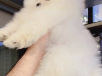 Pomeranian Boo Köpeği