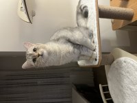 1 yaşında british shorthair dişi gri