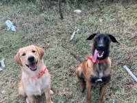 Saf kan Malinois ve Golden