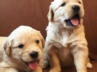 Akkuş Üretim Çiftliğinden Golden Retriever Yavruları