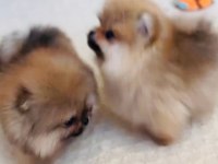 POMERANİAN BOO ERKEK YAVRULAR