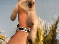 BRİTİSH SCOTTİSH KEDİSİ YAVRULAR