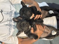 Blue Ve Black Kaliteli French Bulldog Yavruları