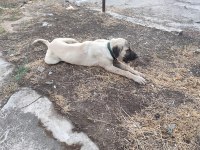 Genç erkek kangal
