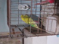 Güzel Damızlık Takım Bakıcı Muhabbet Kuşu