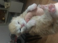 Yeni chinchilla kedisi bebişlerim