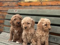 Dev Standart Poodle Yavrular