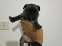 HAMBURGER SURAT PUG YAVRULARI