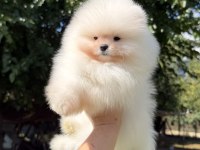 Show Kalite Üst Düzey Muhteşem Kürk Pomeranian Boo