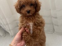 Dişi Toy Poodle