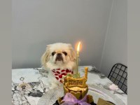 2 yaşında Pekinez Hamile