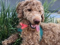 8 aylık ev köpeği hera