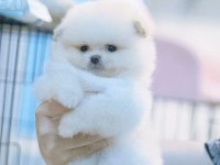 TEDDY BEAR POMERANİAN YAVRULARI