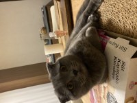 British shorthair mazluma yuva