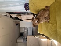 4 aylık maltipoo