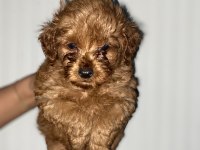 Erkek dişi maltipoo bebekler