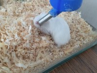 Gonzales Hamsterlar