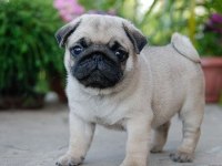 Evinize Teslim Pug Bebeklerimiz ve Kapıda Ödeme İmkânı