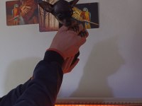 Minyatür pinscher dişi 4 aylık