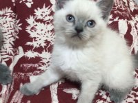SAFKAN BLUE POİNT MAVİ GÖZ ERKEK BLUE SCOTTİSH FOLD DİŞİ