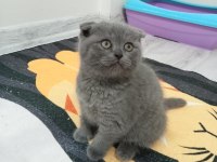 Top Kafa Ayıcık Surat British Shorthair Kediler