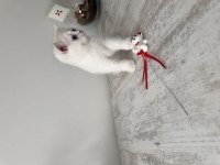 Safkan british shorthair