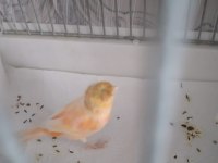 Tepeli al mozaik çift kanarya