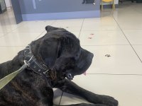 Acil Cane Corso Oğlumuza Yuva Arıyoruz