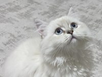 OYUNCU BRİTİSH LONGHAİR ERKEK