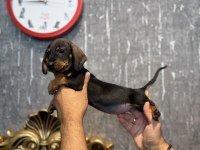 Dachshund Prenses (Sosis)