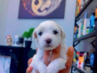 Yavru maltese terrier