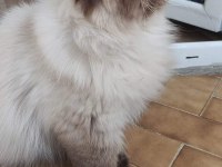 YAVRU İRAN KEDİSİ 53 GÜNLÜK